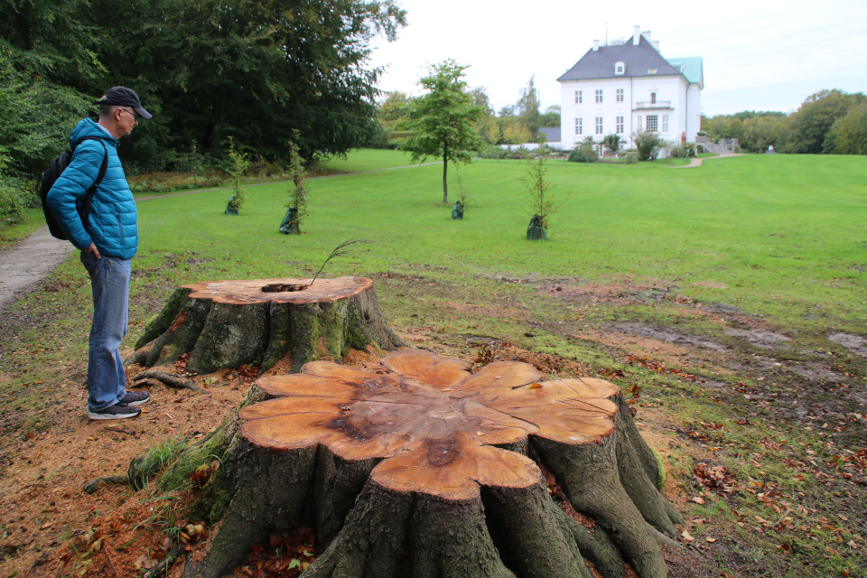 Срубленные старые буковые деревья возле дворца и посадки новых буков