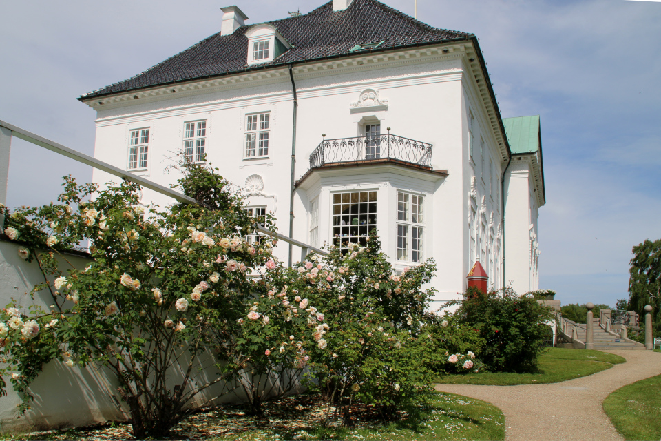 Кусты роз возле дворца Марселисборг. Фото 11 июн. 2020, парк Марселисборг
