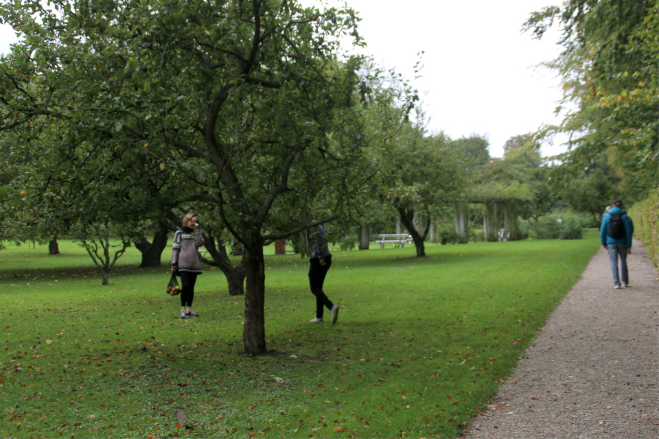 Сбор яблок в королевском парке Марселисборг. Фото 4 окт. 2020, г. Орхус, Дания