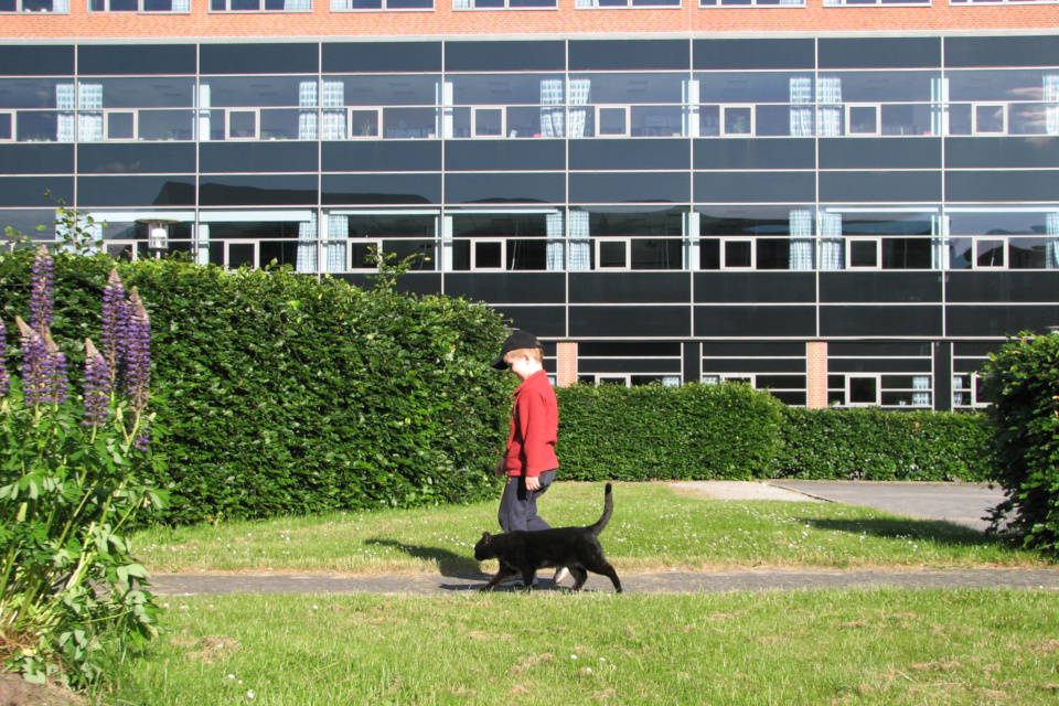 Мой сын и кот Пушкин парке, расположенным между зданием штаб-квартиры Arla