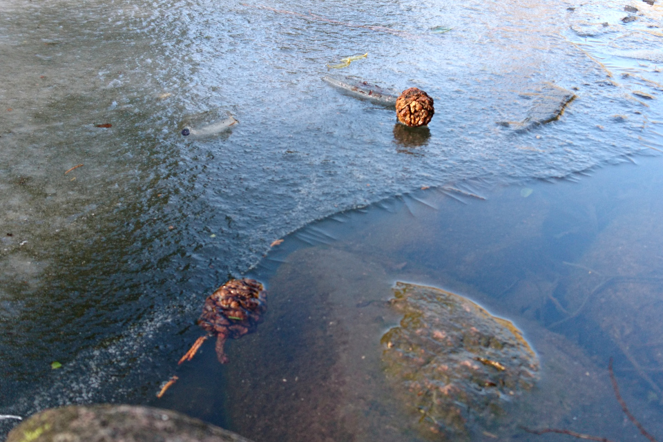 Шишки секвойядендрона, вмерзшие в ледяную корку на поверхности пруда