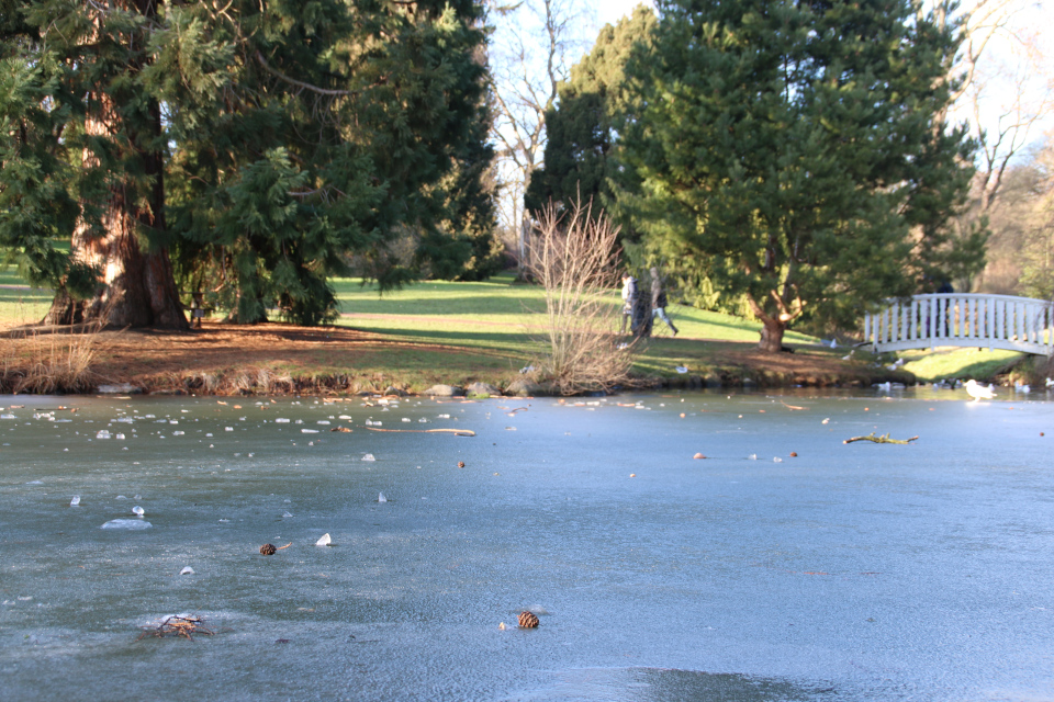 Озеро с шишками и ветками секвойядендрона в ботаническом саду г. Орхус, Дания. 