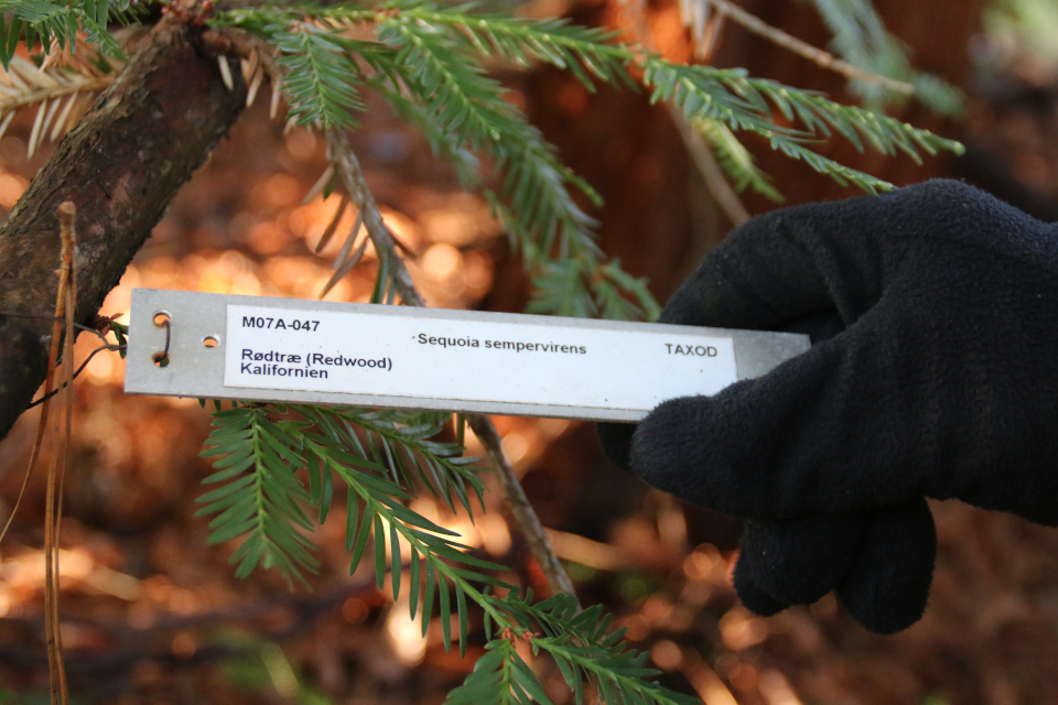 Секвойя (лат. Sequoia sempervirens, дат. Rødtræ)