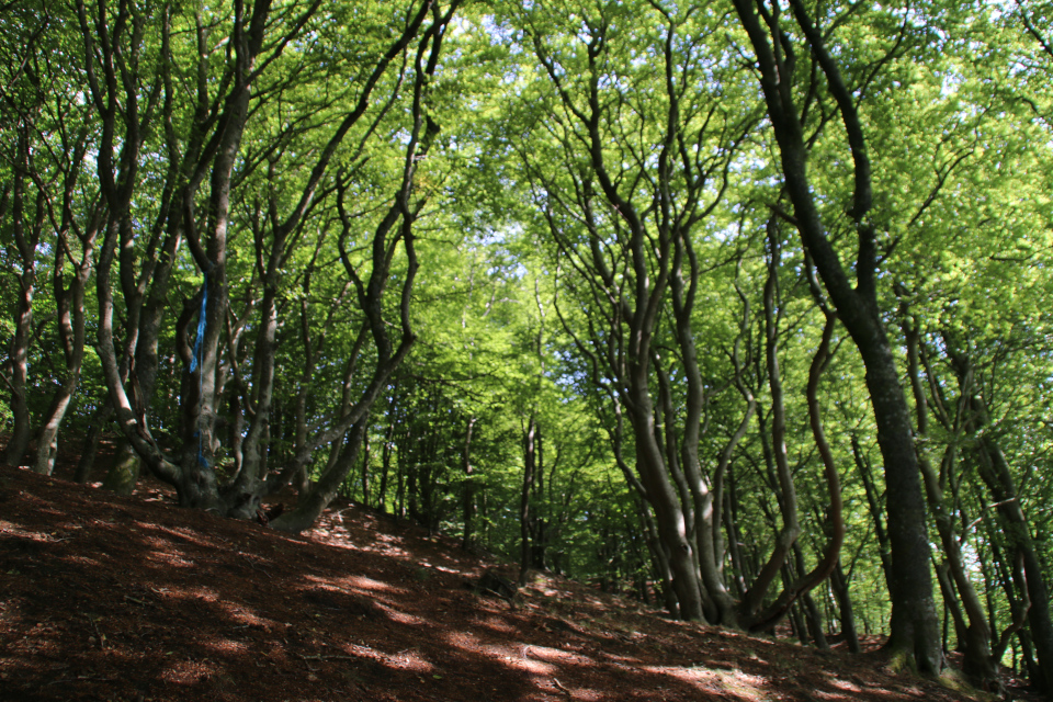 Буковая рощица. Природный парк горбеа в испании дуб. Буковые леса в андах. Буковые леса северного кавказа. Дубово буковые леса австрии.