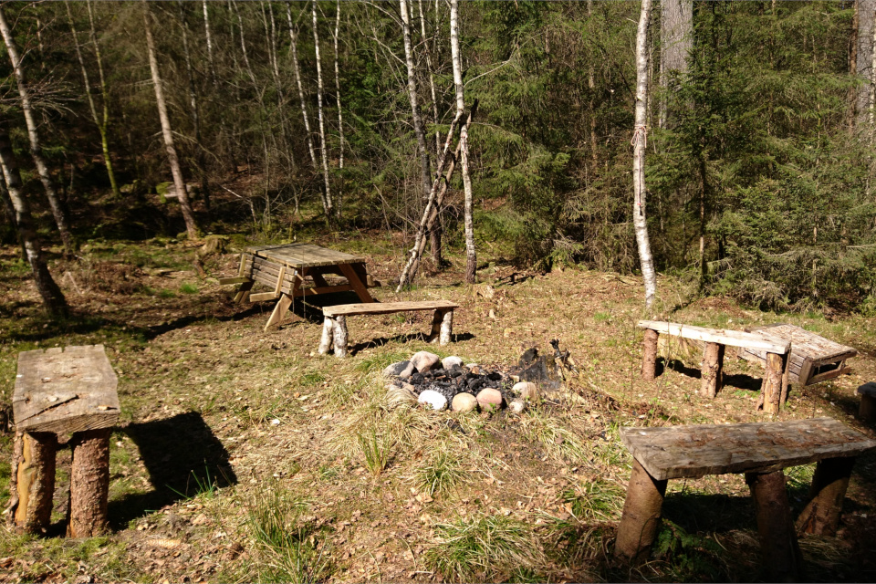 Лес, Сорринг Лоденхой, Дания / Sorring Låddenhøj 22 апр. 2020