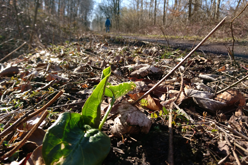 Аронник альпийский (дат. Dansk Arum, лат. Arum alpinum)