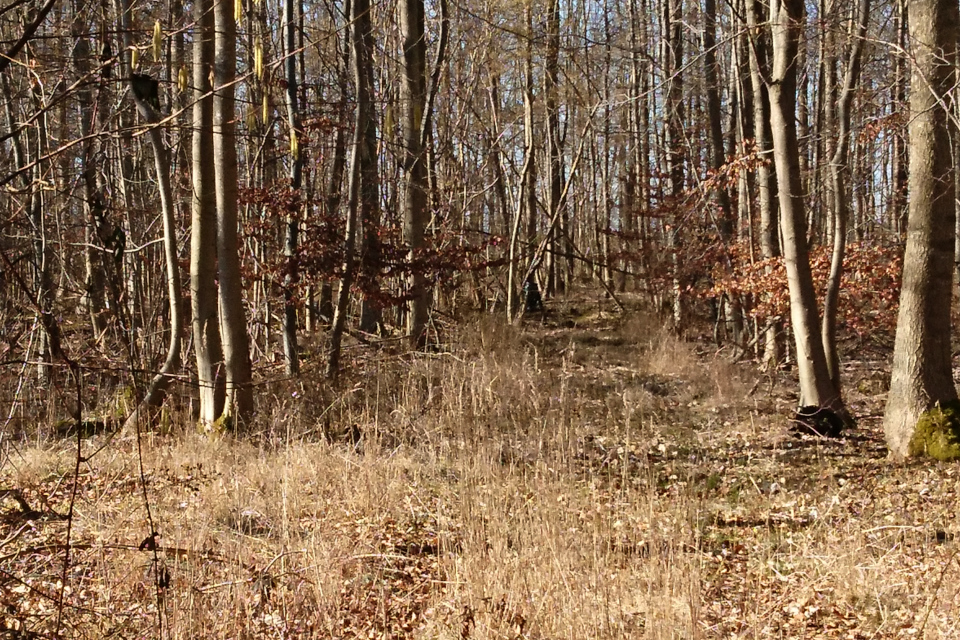 Кормушка для фазанов в лесу Fensten Sønderskov. Фото 9 мар. 2021, Оддер, Дания