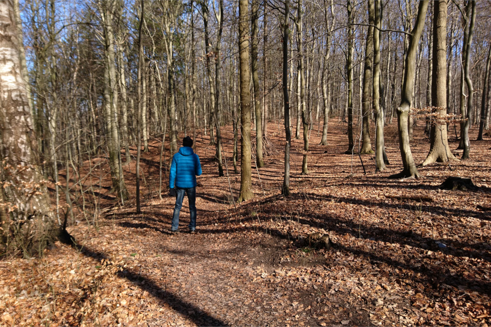 Бывшие террасные поля в лесу Торсков. Фото 16 мар. 2021, г. Хойбьерг, Дания