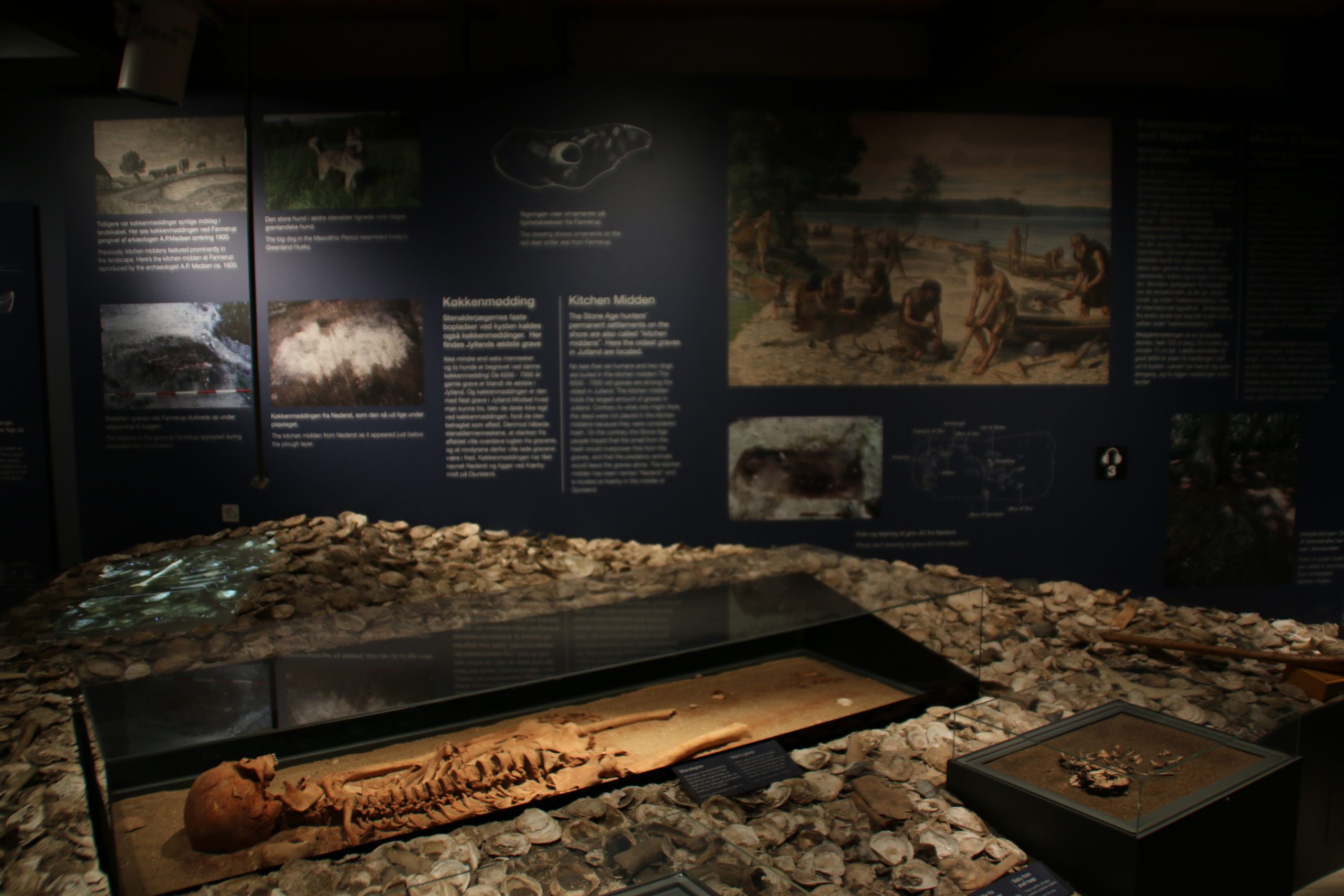 Экспозиция про находки, сделанные на месте раскопок кухонных куч в лесу поместья Мейлгорд, в музее г. Грено, Дания. Фото 12 сент. 2020