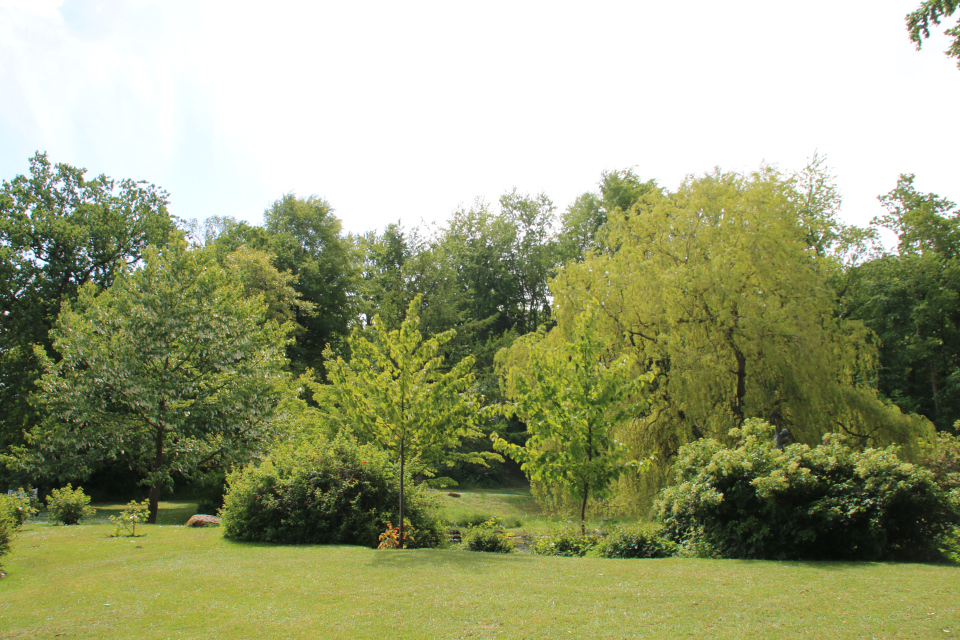 Три дерева "носовых платочков" в парке Марселисборг