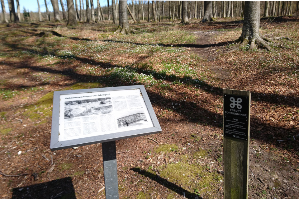 Информационный щит в лесу Майлгорд, Дания. Фото 25 мар. 2021