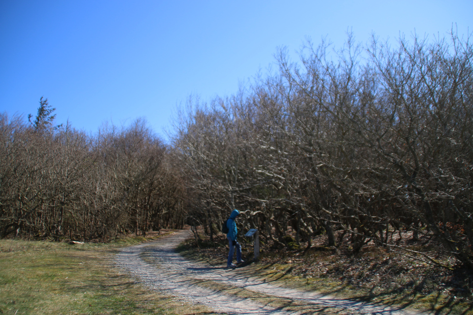 Лес троллей с окопами Бённеруп, Дания. 25 апр. 2021