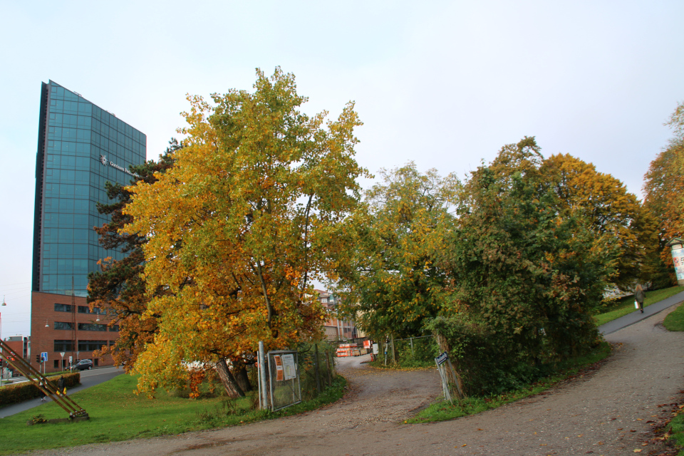 Тюльпановое дерево в осеннем наряде. Фото 22 окт. 2019, г. Орхус, Дания