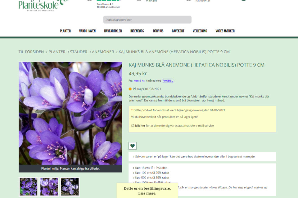 Голубая анемона Кай Мунк - скриншот сайта питомника Jespers Planteskole
