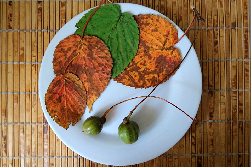 Съедобные плоды давидии. Фото 12 окт. 2018, г. Хойбьерг, Дания