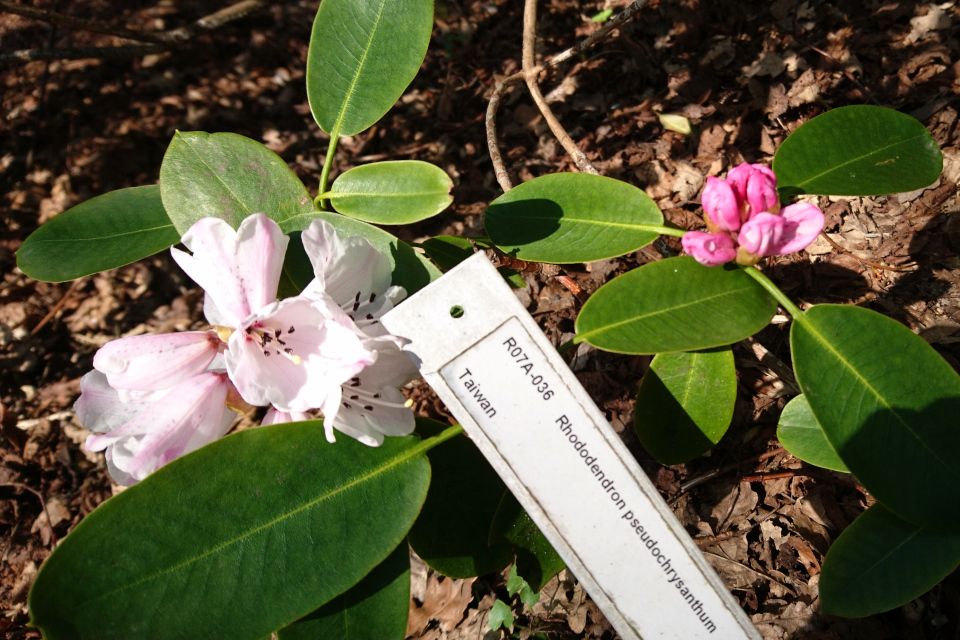 Рододендрон псевдохризантум в цвету в ботаническом саду