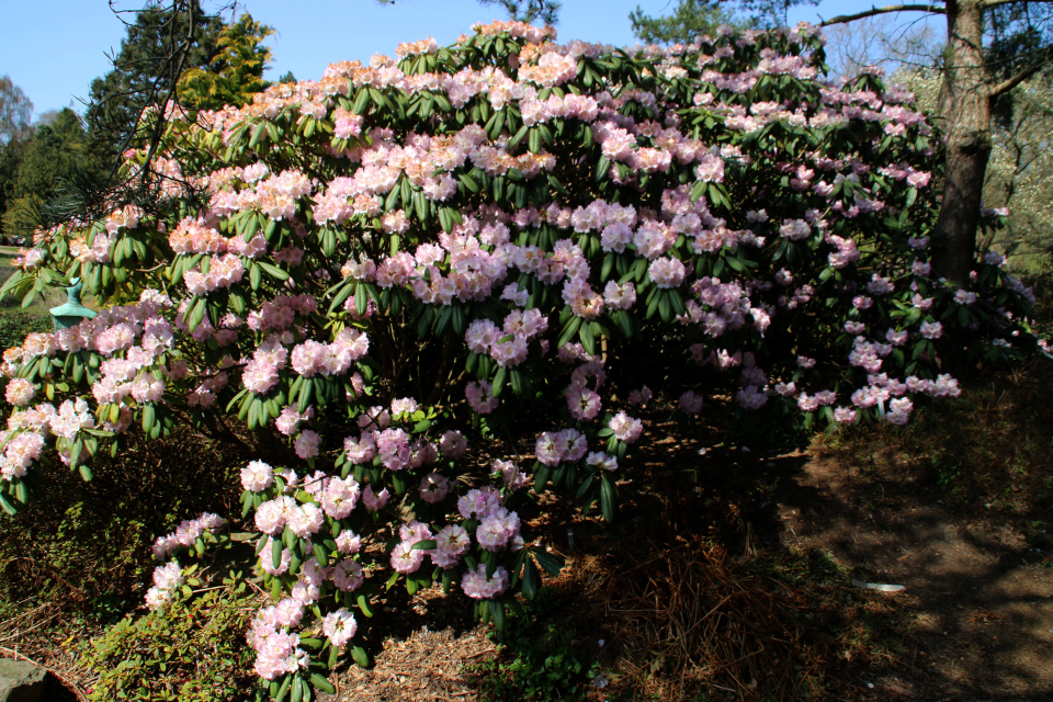 Рододендрон сычуаньский в цвету в ботаническом саду 