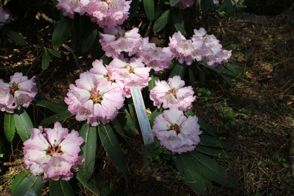 Рододендрон сычуаньский в цвету в ботаническом саду