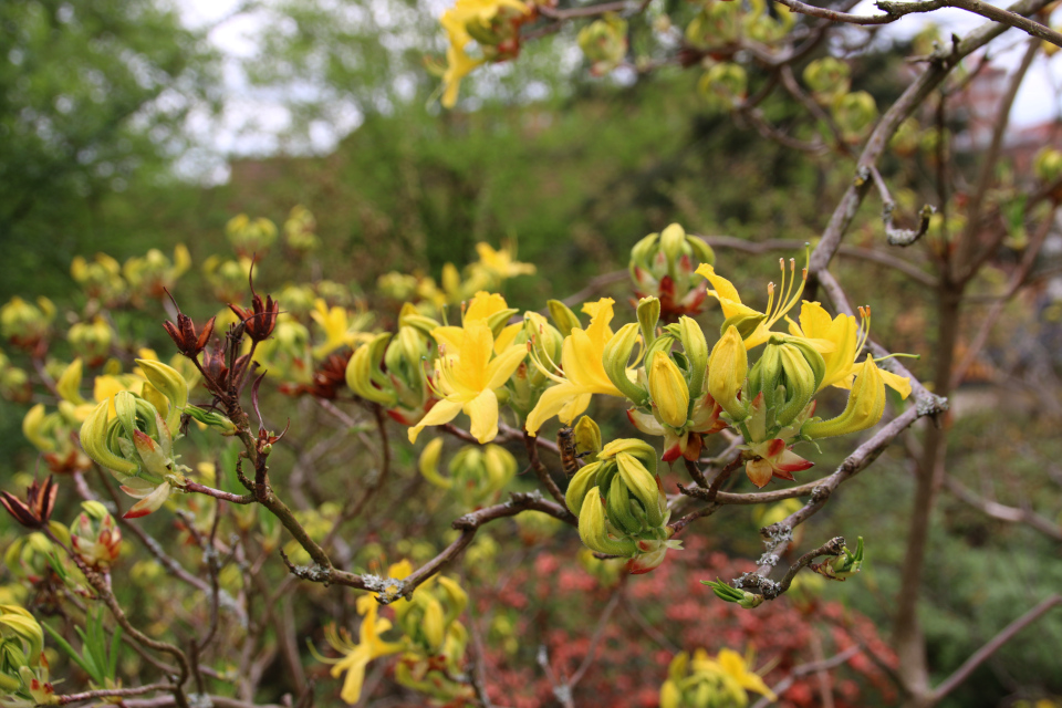 Цветы желтого рододендрона. Ботанический сад Орхус 18 мая 2021, Дания