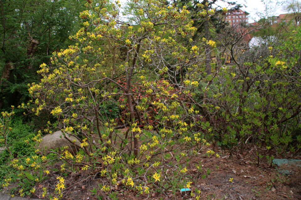 Рододендрон жёлтый в ботаническом саду г. Орхус, Дания. Фото 18 мая 2021