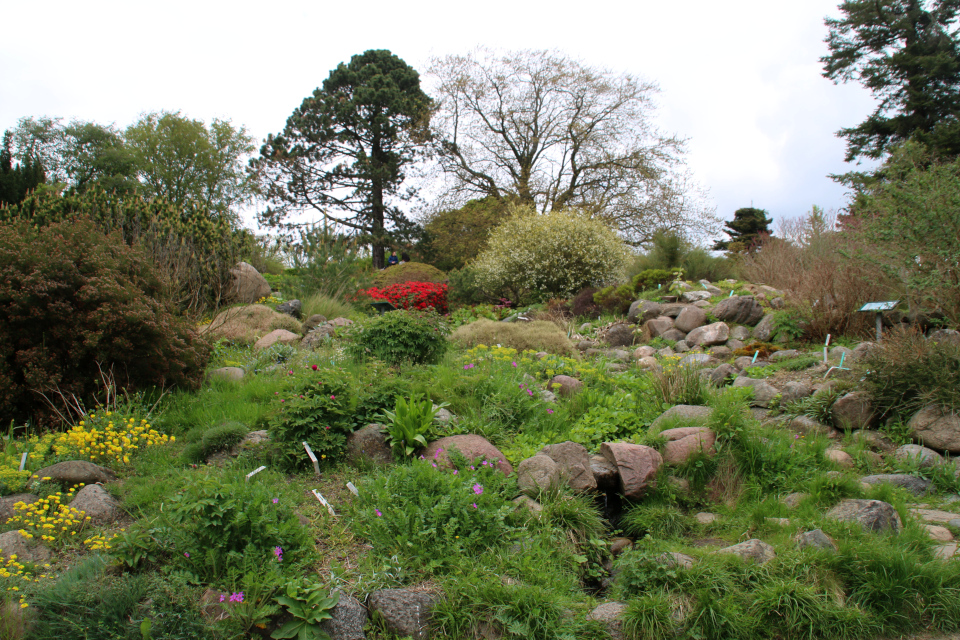 Каменистые горки ботанического сада в Орхусе.18 мая 2021, Дания