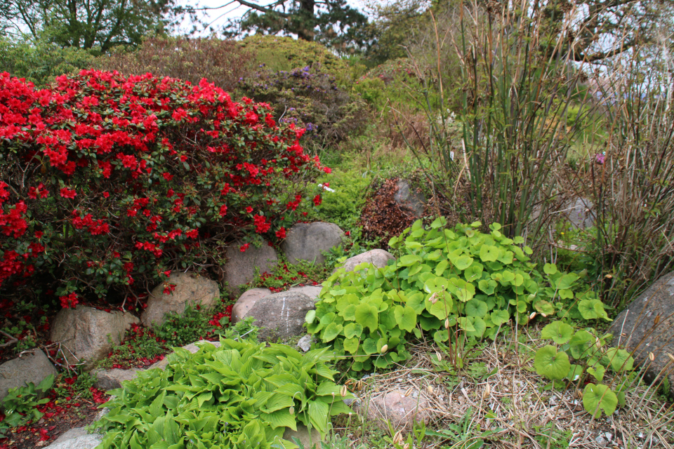 Джефферсония сомнительная в ботаническом саду г. Орхус, Дания. Фото 18 мая 2021