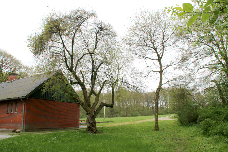 Заколдованная вишня, Скивхольме, Дания - Флора Пассионис