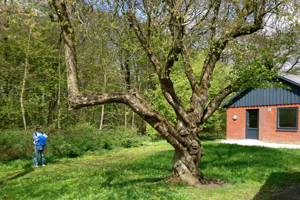 Заколдованная вишня около домика спайдеров. Фото 9 мая 2021, Скивхольме, Дания