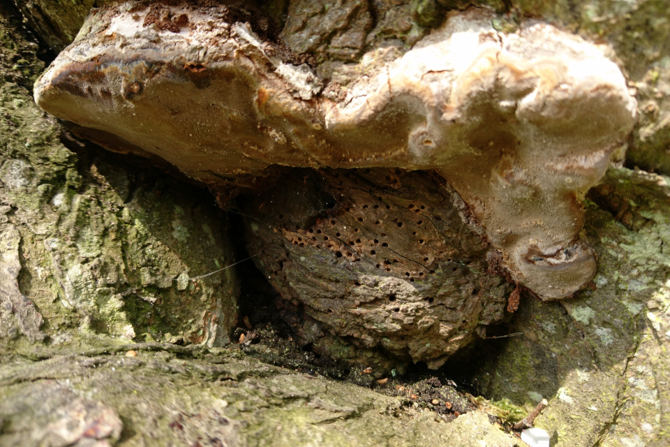 Гнезда насекомых и трутовики на стволе вишни. Скивхольме (Skivholme Præsteskov), Дания. 9 мая 2021