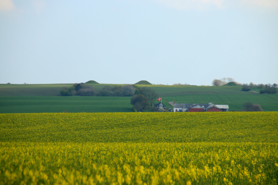 Вид с дороги на поля с рапсом и на курганы Борум Эсхой на горизонте. Фото 9 мая 2021, Скивхольме, Дания