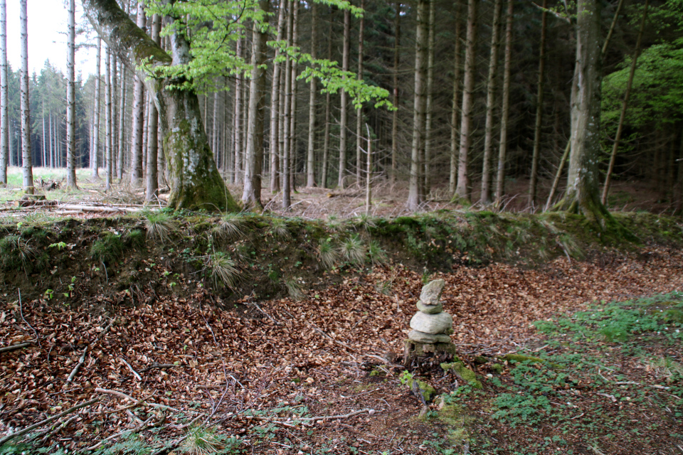 Сейд возле старой лесной ограды в лесу Скивхольме, Дания. Фото 13 мая 2021