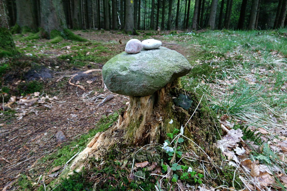 Каменный сейд на трухлявом пне в лесу Скивхольме, Дания. Фото 13 мая 2021