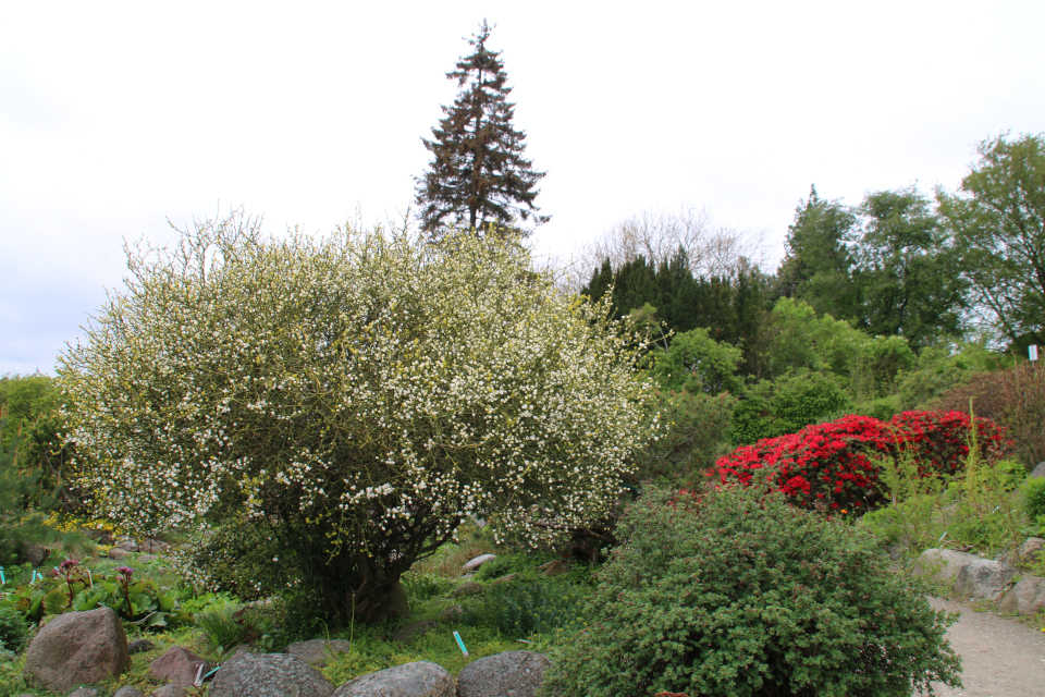 Понцирус трeхлисточковыйй в ботаническом саду г. Орхус, Дания. Фото 18 мая 2021