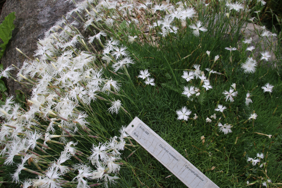 Гвоздика Ноэ (лат. Dianthus petraeus ssp. noeanus). Ботанический сад Орхус 23 июня 2021, Дания