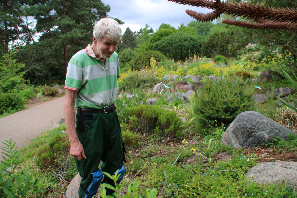Поуль Эрик на каменистых горках ботанического сада г. Орхус, Дания. Фото 23 июня 2021