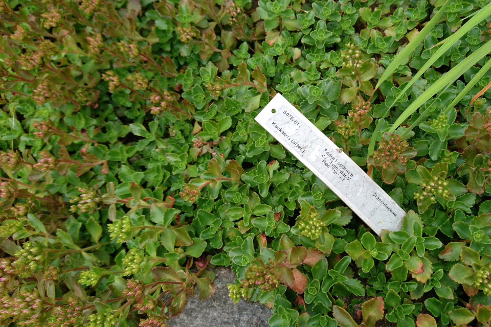 Очиток ложный на каменистых горках ботанического сада г. Орхус, Дания. Фото 23 июня 2021