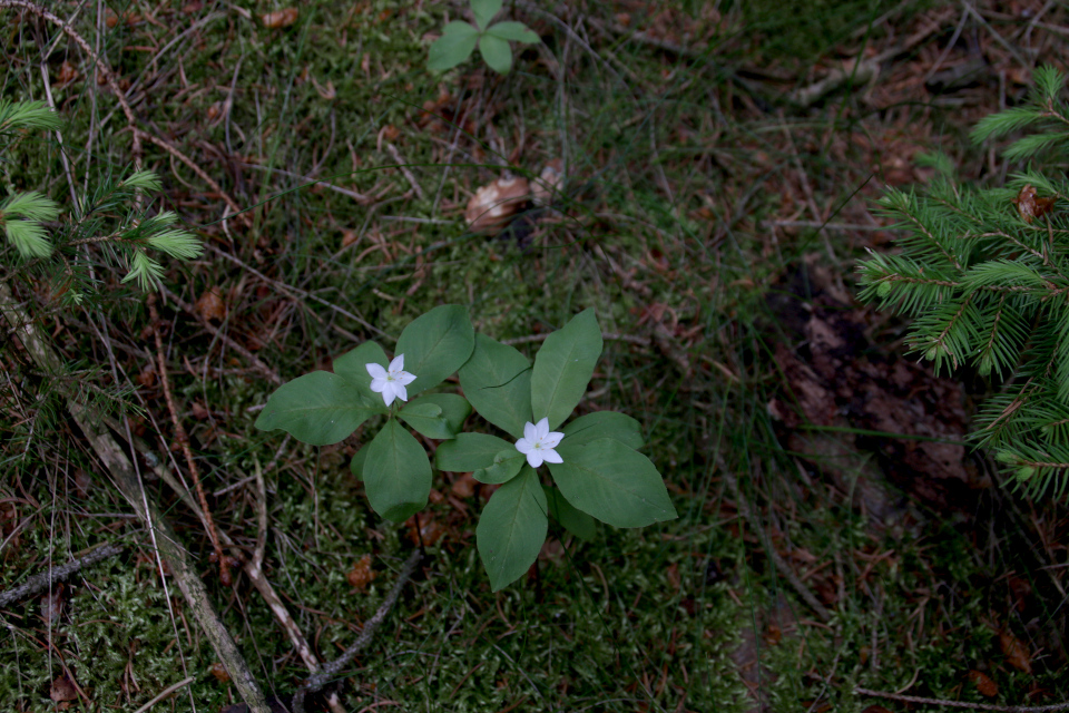 Седмичник европейский, skovstjerne, Trientalis europaea. Скамейка Андерсена Слоэнсё Дания, H.C. Andersens bænk. 11 июн. 2021