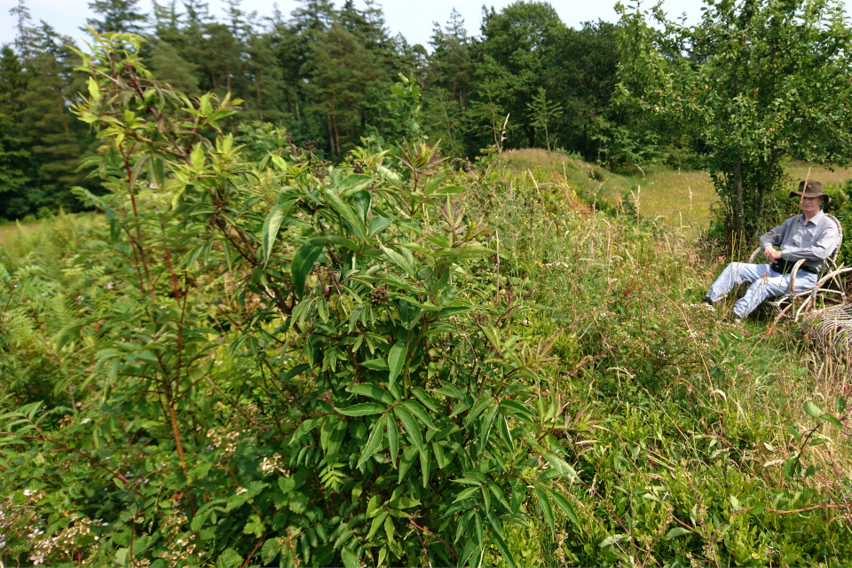 Бузина красная (дат. Drue-hyld , лат. Sambucus racemosa). Курганы Ханэхой (Hanehøj gravhøje), Дания. Фото 29 июн. 2021