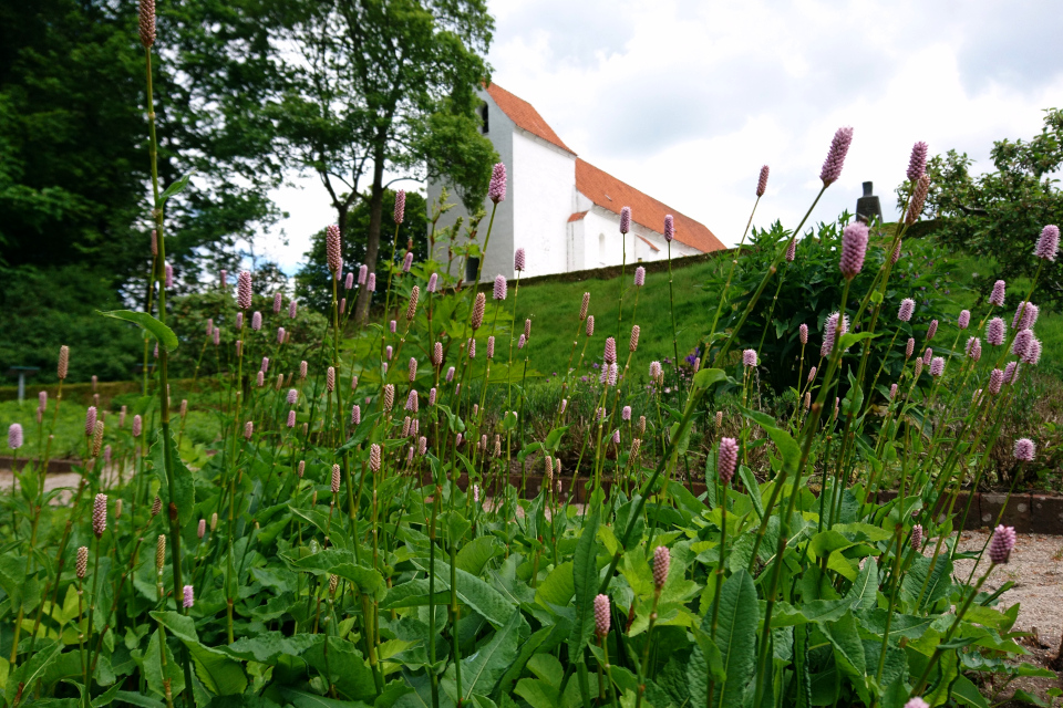 Змеевик большой в цвету. Фото 2 июн. 2021, монастырский сад Асмильд, г. Виборг, Дания 