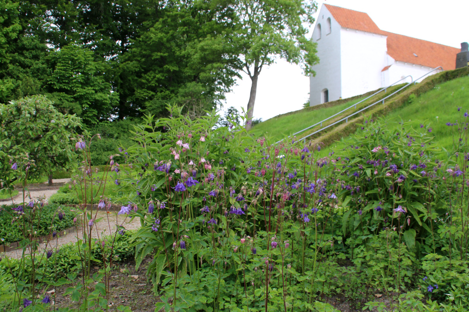 Водосбор обыкновенный. Фото 2 июн. 2021, монастырский сад Асмильд, г. Виборг, Дания 