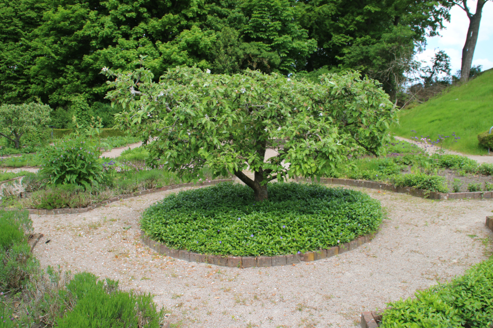 Барвинок малый. Фото 2 июн. 2021, монастырский сад Асмильд, г. Виборг, Дания 