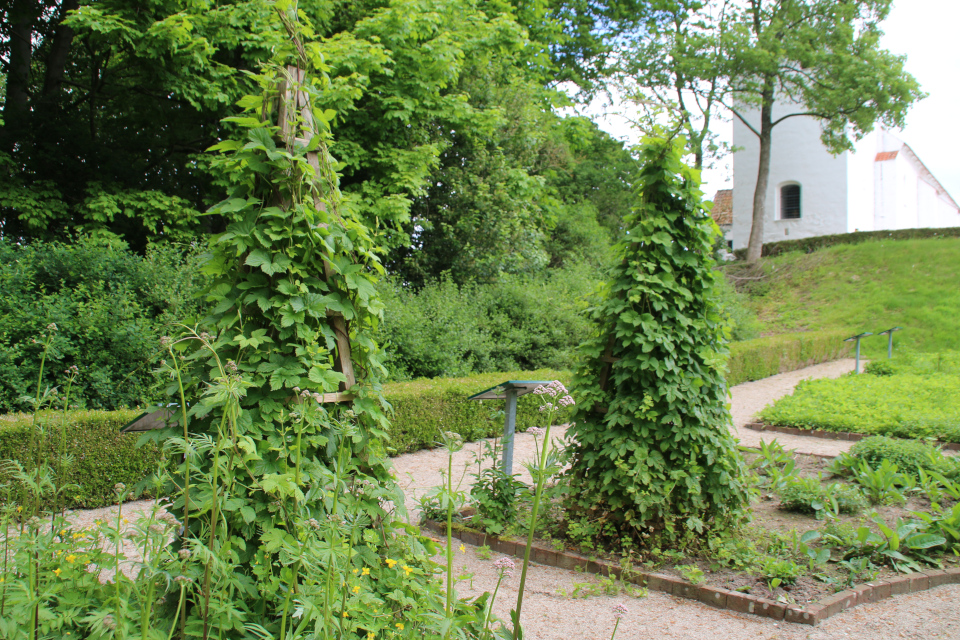 Хмель обыкновенный. Фото 2 июн. 2021, монастырский сад Асмильд, г. Виборг, Дания 