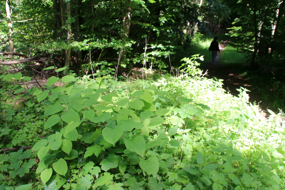 Рейнутрия японская (дат. Japanpileurt, лат. Reynoutria japonica). Холм Бинес Коль (Bines Kol), Дания. Фото 16 июн. 2021