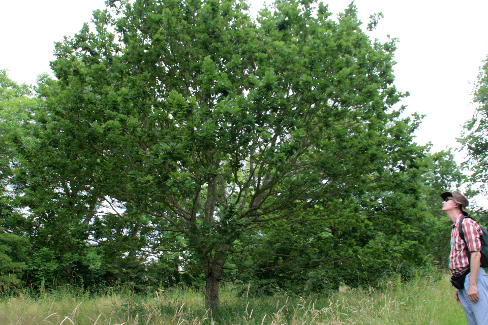 Дуб черешчатый (дат. Stilk-eg, лат. Quercus robur). Датская роща (Danmarkslunden Moesgaard), Орхус, Дания. 2 июл. 2021