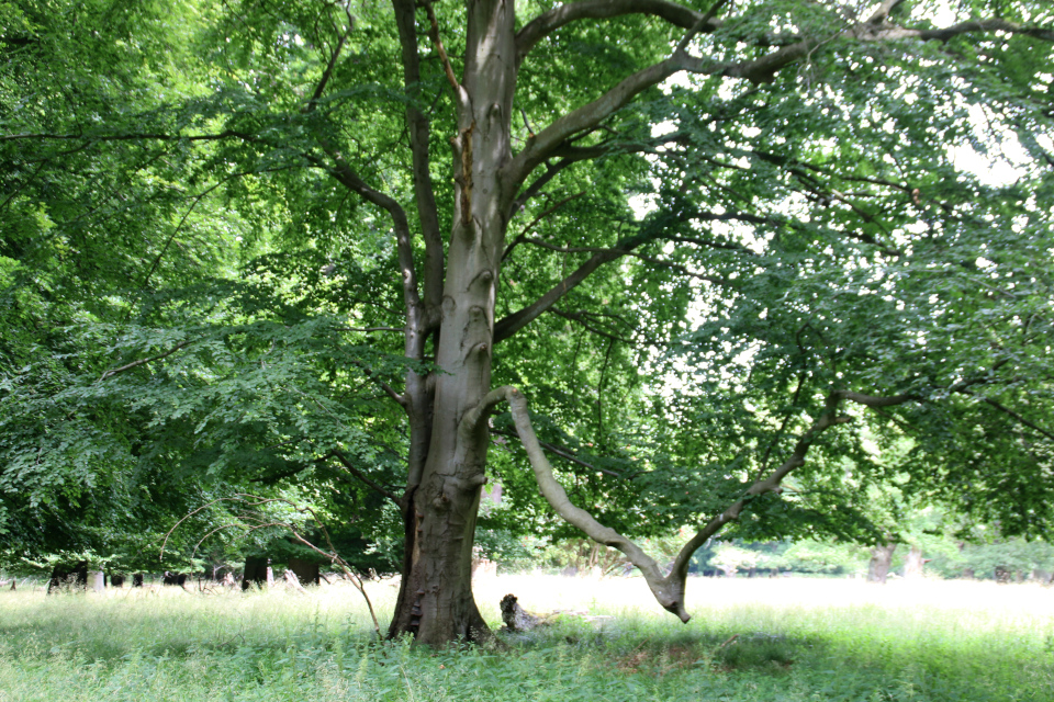 Бук. Деревья в парке животных Йегерсборг (Jægersborg Dyrehave), Дания. Фото 9 июля 2021