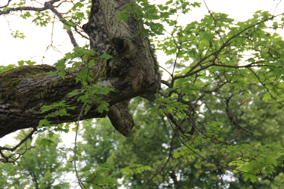 Клён остролистный (дат. Spidsløn, лат. Acer platanoides), Мосгорд (Moesgaard), Дания. Фото 2 июл. 2021