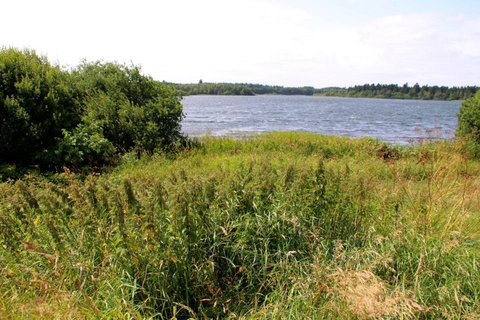 Природа. Озеро Хампен (дат. Hampen sø), Дания. Фото 18 июля 2021