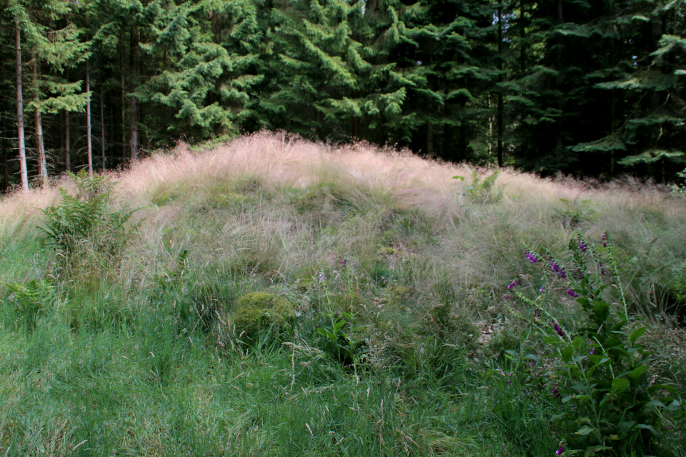 Курган. Природа озера Хампен (дат. Hampen sø), Дания. Фото 18 июля 2021