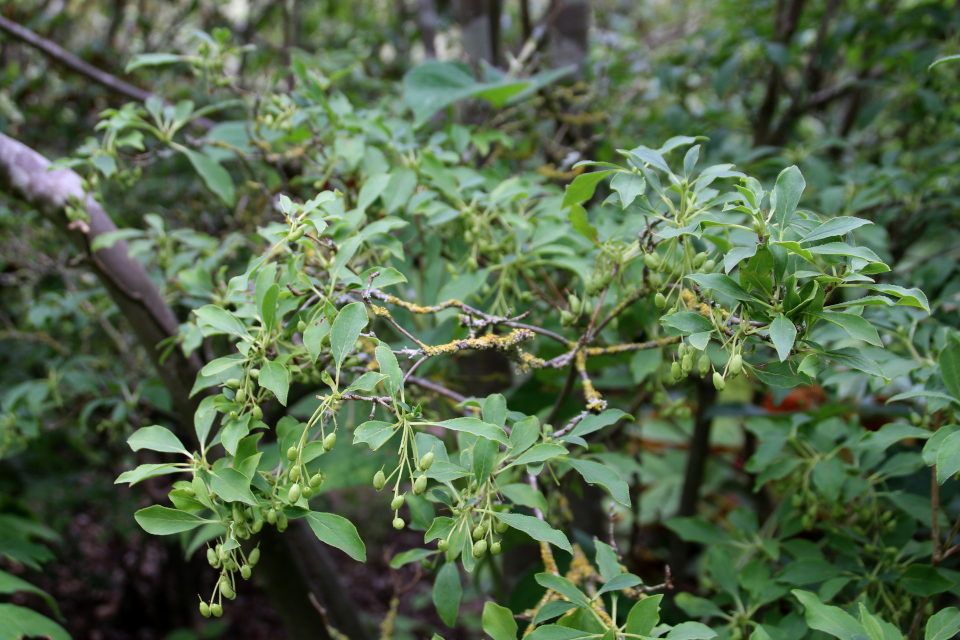 Энкиантус (лат. Enkianthus spp.). Ботанический сад Орхус, 4 авг 2021, Дания