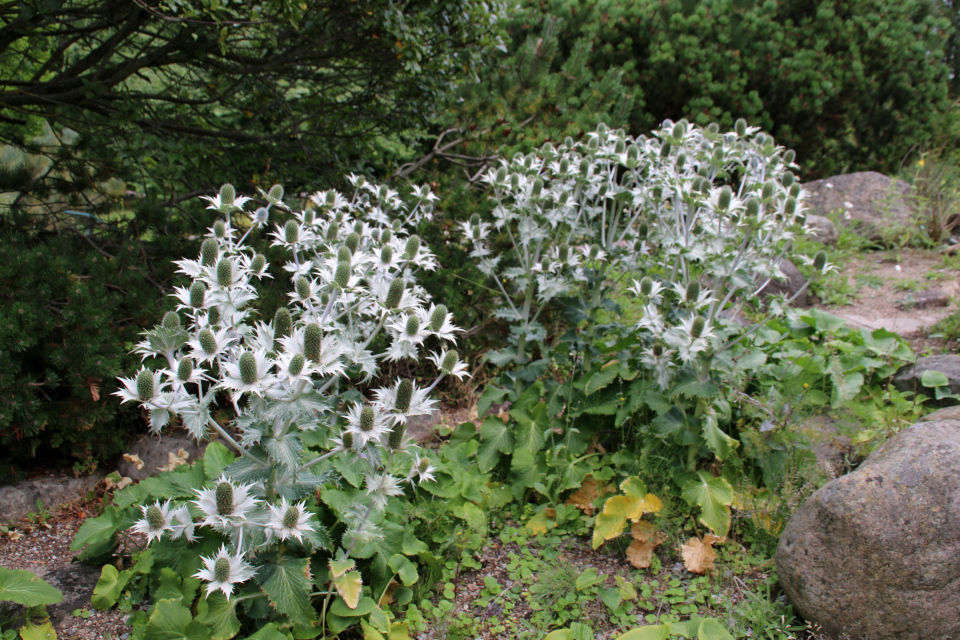 Синеголовник гигантский (дат. Kæmpe-mandstro, лат. Eryngium giganteum). Ботанический сад Орхус 4 августа 2021, Дания